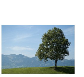 Baum auf einer Wiese vor den Bergen